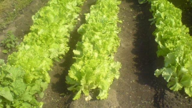 Азотные удобрения. Как их вносить, чтобы не зашкаливали нитраты смотреть онлайн