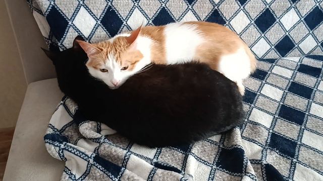 Кузя и Девочка смотреть онлайн