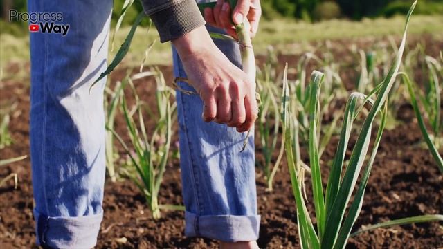 Когда И Как Сажать Чеснок? Раскрываю Тонкости. Озимая Посадка Чеснока В Почву! смотреть онлайн