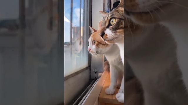 о чём думают коты смотреть онлайн