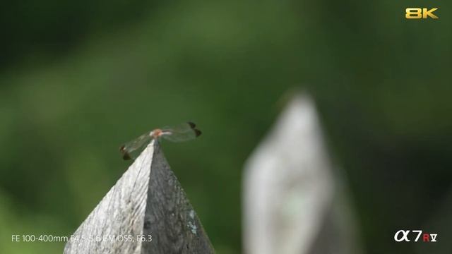 The All-new Sony Alpha 7R V | High-quality 8K movie recording смотреть онлайн