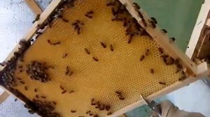 Пчеловодство в Эстонии по методу Миленина М И