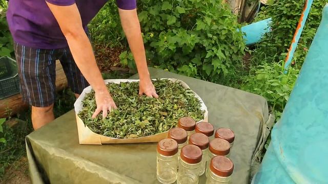 Мята. Сбор урожая, сушка и приготовление чая. смотреть онлайн