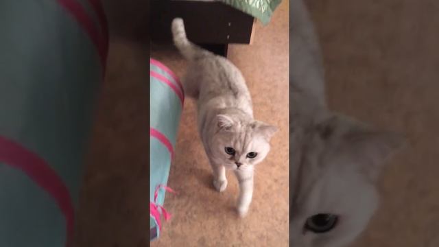 Как найти кота быстро смотреть онлайн