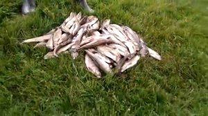 Хариус в Монголии