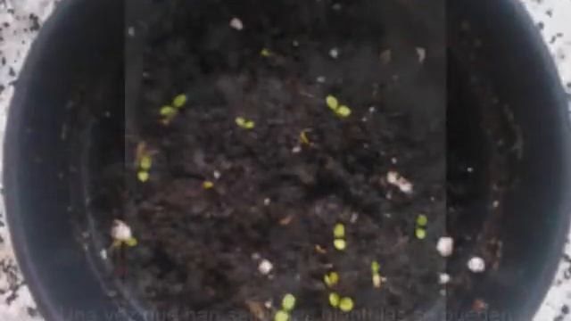 Siembra stevia por semillas смотреть онлайн