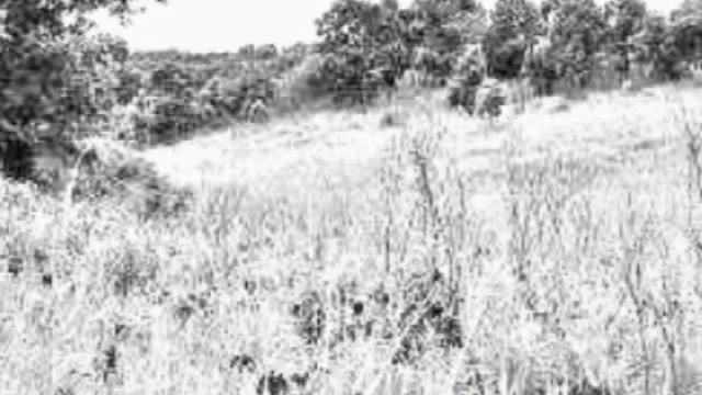 Собака и гладиолусы смотреть онлайн