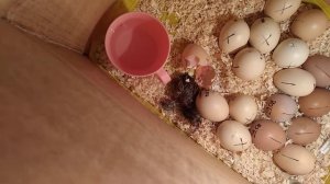 Цыплята начали вылупляться в самодельном инкубаторе из коробки и лампочки.