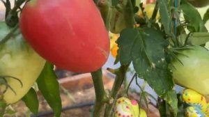 Томат Знаменитая клубника миссис Шлаубах или нет / Ответ на комментарий