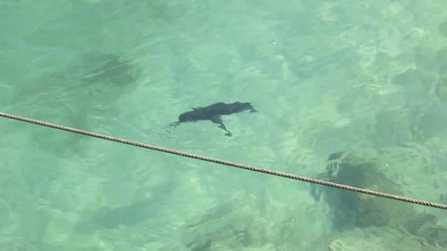 Пингвин. Галапагосские острова. смотреть онлайн