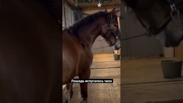 Масса не помощник, если ты очкошник? Никто не бил, просто испуг ? #лошади #животные #diy #horse смотреть онлайн
