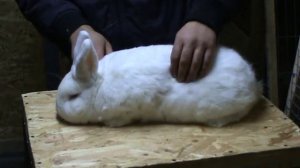 Породы кроликов. Новозеландская белая