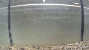 ВИБЫ КОТОРЫЕ ЛОВЯТ ! ЧТО ДЕЛАТЬ ЕСЛИ ВИБ НЕ ЛОВИТ?