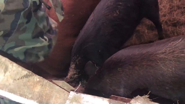 ЧЕРЕДА НЕПРИЯТНОСТЕЙ В ДОМЕ У ДОРОГИ! ЧТО ТАМ ПО ЯЙЦАМ? ДЕРЕВЕНСКИЕ БУДНИ! ЖИЗНЬ В ДЕРЕВНЕ!