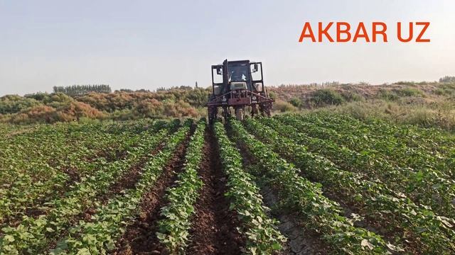 Пахта култиватса жарайони смотреть онлайн