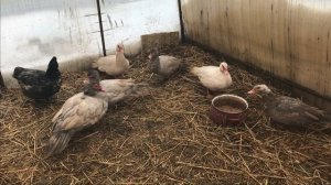 Как Индоуток простимулировать на яйцекладку / Чтобы Мускусные утки начали нестись / нести яйца