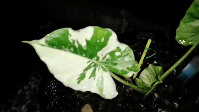 ALOCASIA GAGEANA AUREA VARIEGATED มารู้จักบอนหูช้างด่างเหลืองกันครับ อดีตไม้ตัวเทพหลักแสน смотреть онлайн