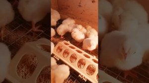 Яйцо не влазит в лоток для инкубатора ? Лайфхак, как положить яйцо в инкубатор!