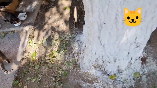 кошка Маруська разбойница .. смотреть онлайн