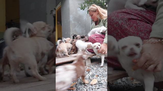 😆😆😆 съёмка не удалась, питомник чихуахуа Кастропуло Крым смотреть онлайн