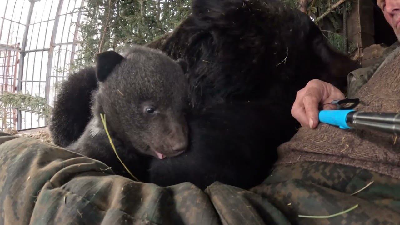 Первые шаги в съёмках медведей. смотреть онлайн