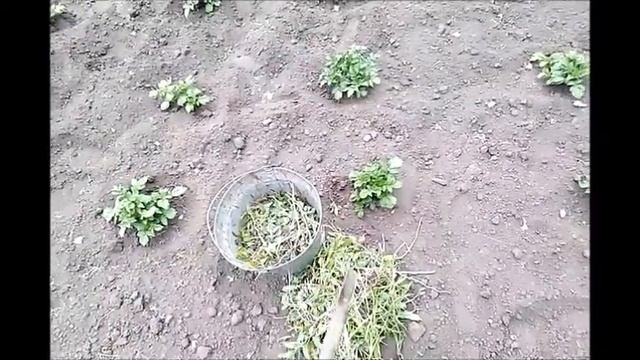 Как бороться с осотом и берёзкой. 2 серия смотреть онлайн