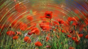 Футаж Маки 10