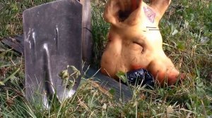 3# Пневматическая винтовка крал,тест на свининой голове!!!