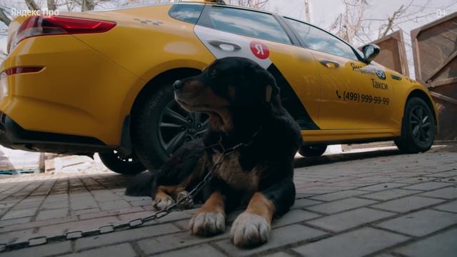 Как Егор начал работать в тарифе «Детский» | Яндекс.Про смотреть онлайн