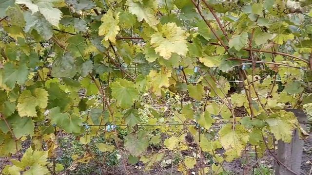 Виноград Леон Мийо и Маршал Фош различие и схожесть смотреть онлайн