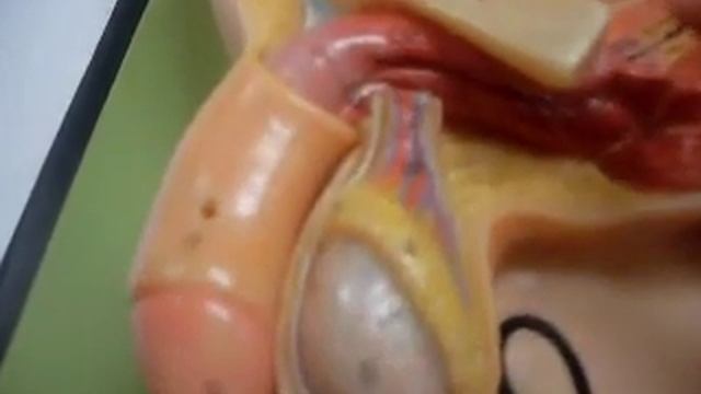 Male's Reproductive System Model смотреть онлайн