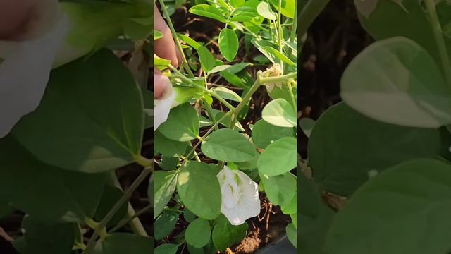 white aparajita flowers 3 variety types growing butterfly pea శంకుపువ్వులు смотреть онлайн
