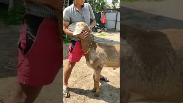 (1019) на Продажу возраст 1 год. 2 месяца. хозяин +996700380289