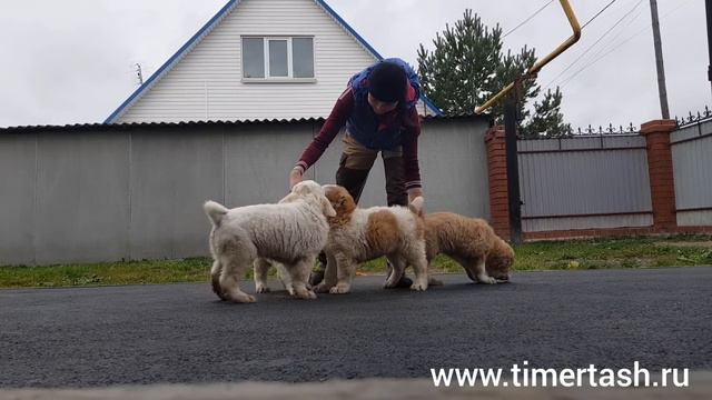Помет Ч дети Жаси и Илюши (Источник Фортуны Жайран × Тимерташ Илья Муромец) Еще больше фото и видео смотреть онлайн
