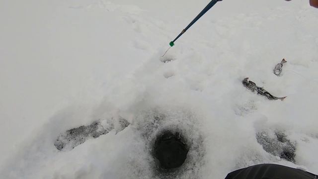 Шины низкого давления, проходимость по снегу. Рыбалка на Сегозере. #Сегозеро #РыболовныйГид #Карели смотреть онлайн