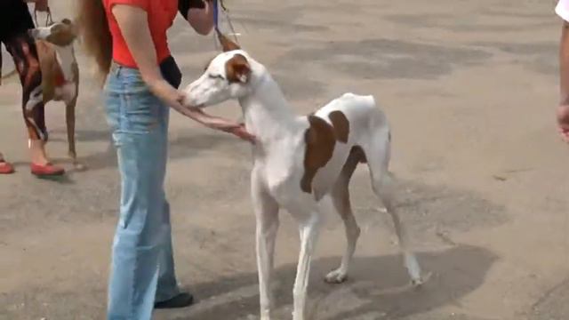 20110814133410.mpg смотреть онлайн