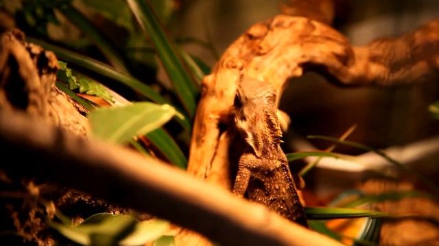 Présentation du nouveau lézard : Acanthosaura capra смотреть онлайн