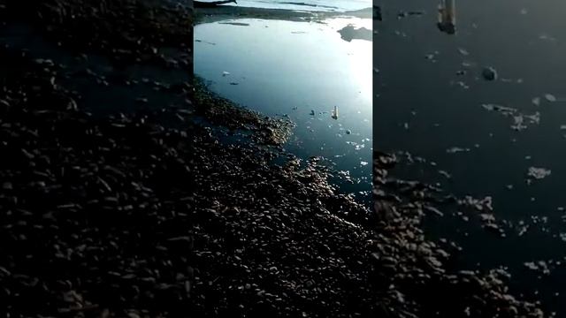 *АНАПА.СУККО.взрослые и дети купаются в канализации ужас* смотреть онлайн