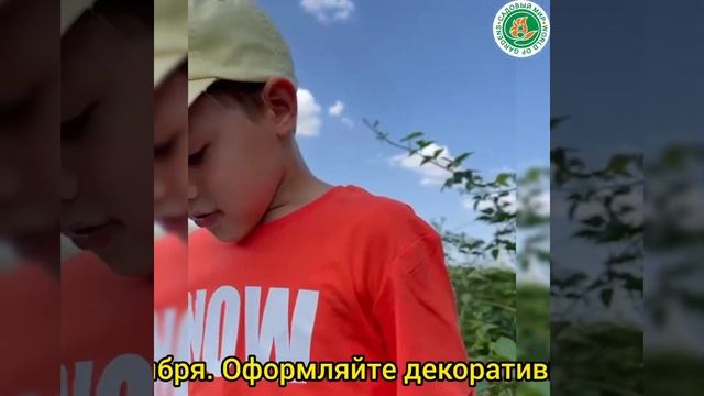 Ежевика БЖЕЗИНА БЕЗ ШИПОВ!!! смотреть онлайн