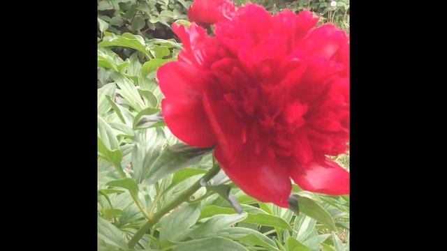 Цветение RED CHARM #shorts смотреть онлайн