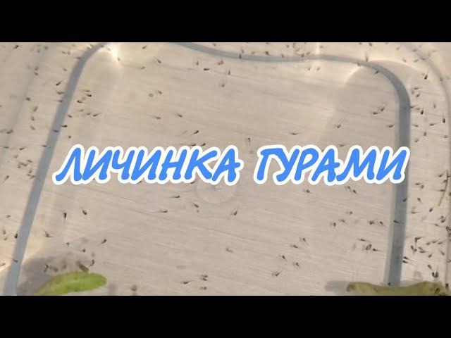 ВЫЗРЕЛА ЛИЧИНКА ГУРАМИ смотреть онлайн