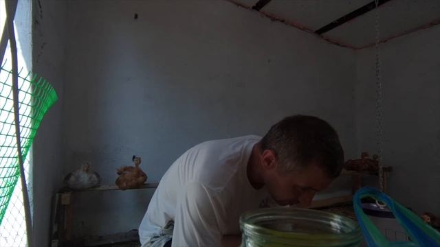 Начинаем давать витамины (чиктоник) нашим цыплятам смотреть онлайн
