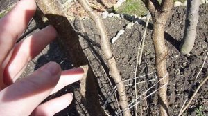 ОБРЕЗКА ФУНДУКА весной