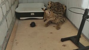 Саванна, самая дорогая порода кошек...