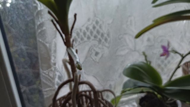 Домашнее цветение орхидей фаленопсис, бабочка, ароматные и просто красивые. Март. смотреть онлайн