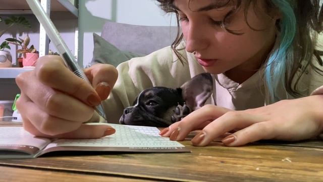 Завела французского бульдога (1,5 месяца) ВЛОГ смотреть онлайн