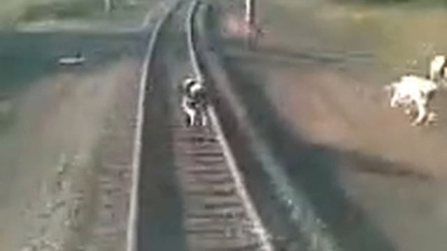 электровозом сбивают КРС смотреть онлайн