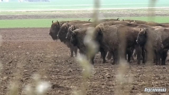 Растущая популяция зубров доставляет трудности хозяйствам Гродненского района смотреть онлайн