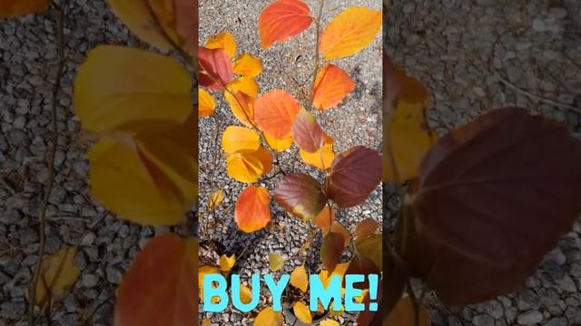 Fothergilla 'Mount Airy' flowering shrub смотреть онлайн