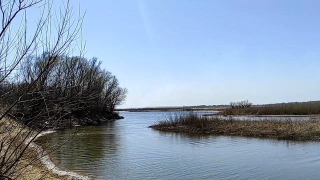 Лошади на природе. смотреть онлайн